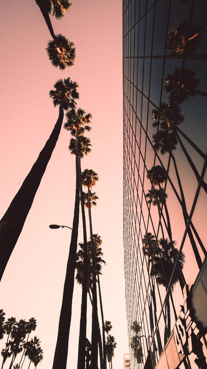 low-angle photograph of palm trees beside building